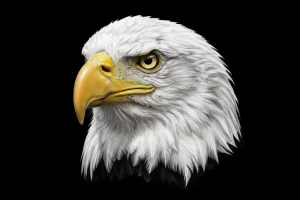 Bald eagle vector illustration